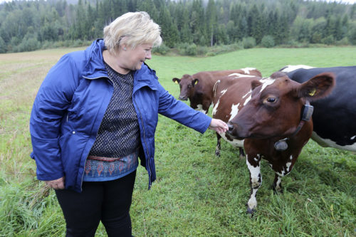 Erna Solberg og kyr