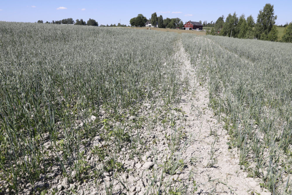 Tørkeskadd kornåker