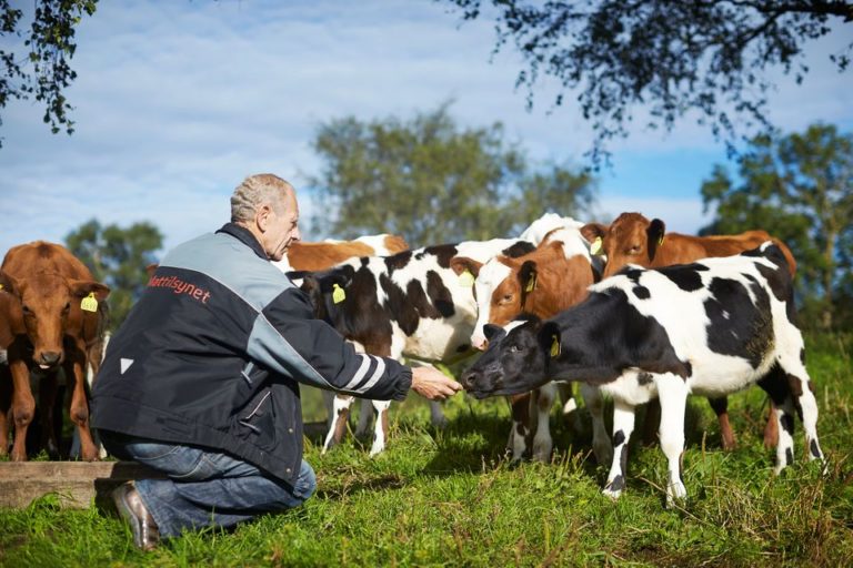 Tilskuddstrekk For Dårlig Dyrevelferd Kraftig Redusert. - Landbruk 24