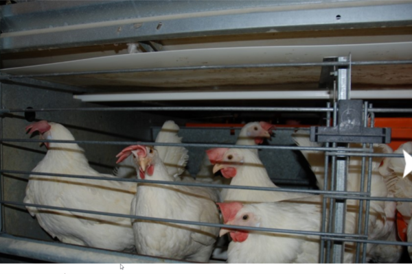Høner i miljøinnredning