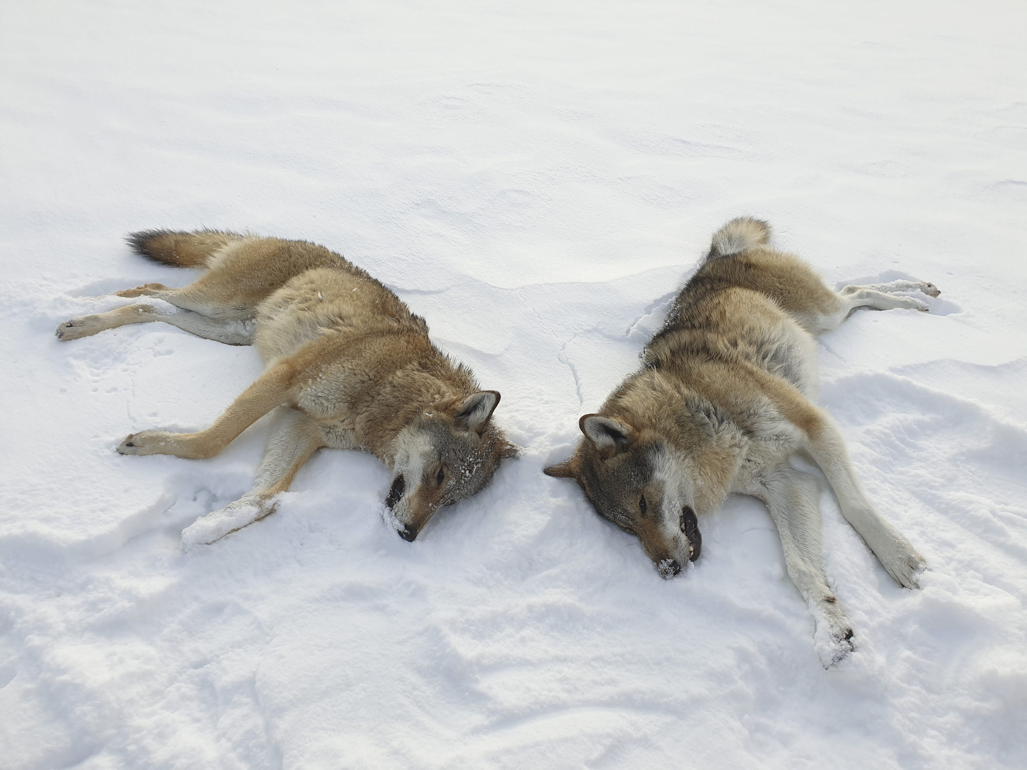 To ulver skutt i Rendalen