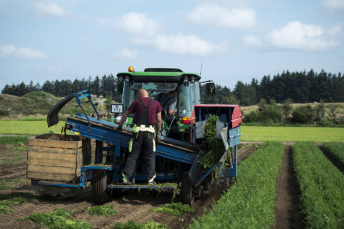 Innhøsting av gulrot