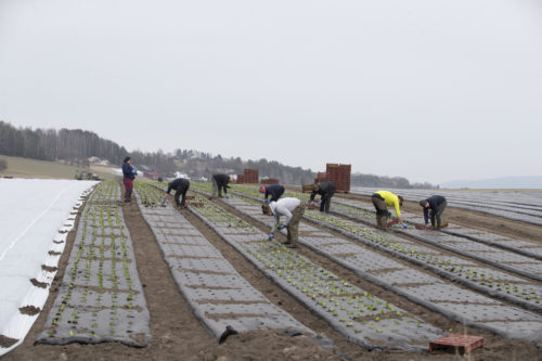 Planting av grønnsaksplanter